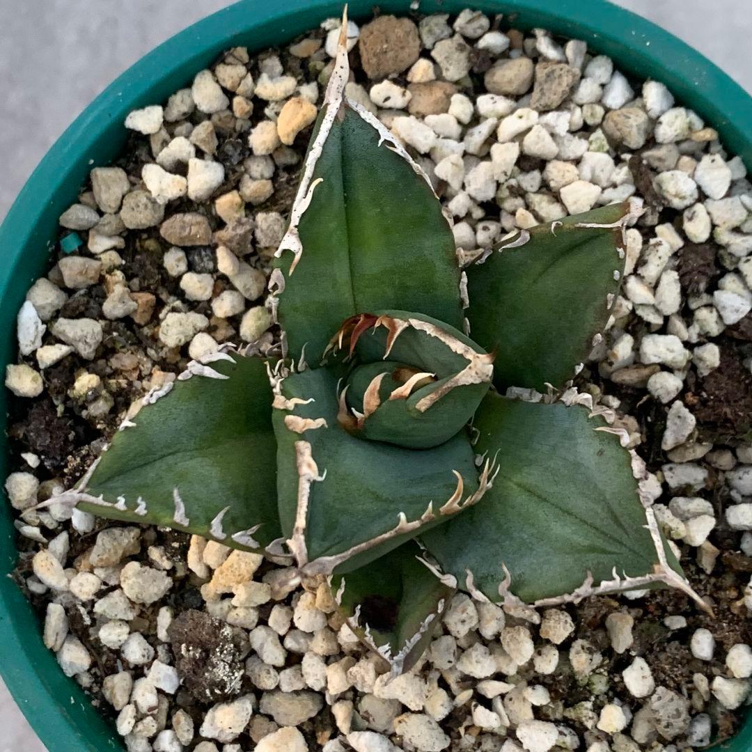 アガベ・チタノタ”Berlin毒蛇” Berlin産 毒蛇 アガベ チタノタ 子株