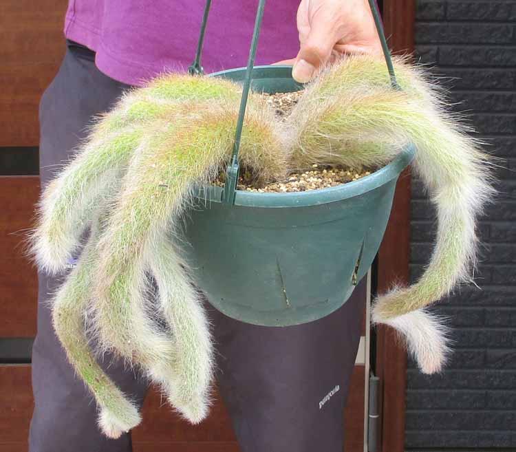 【お気に入り】 現品】猫の尻尾 ヒルデウィンテラ・カラデモノニス（ヒモ サボテン