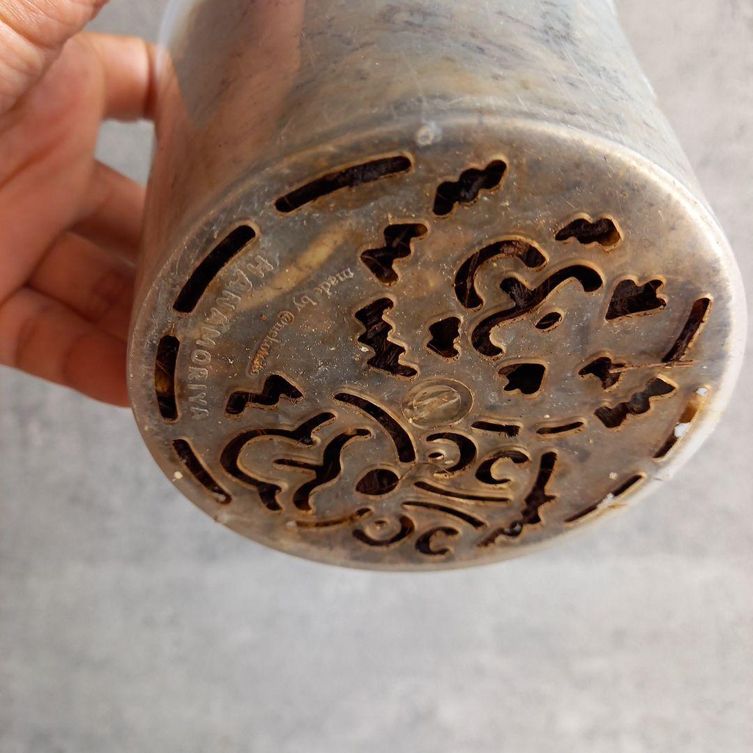 モンステラ ボルシギアナ