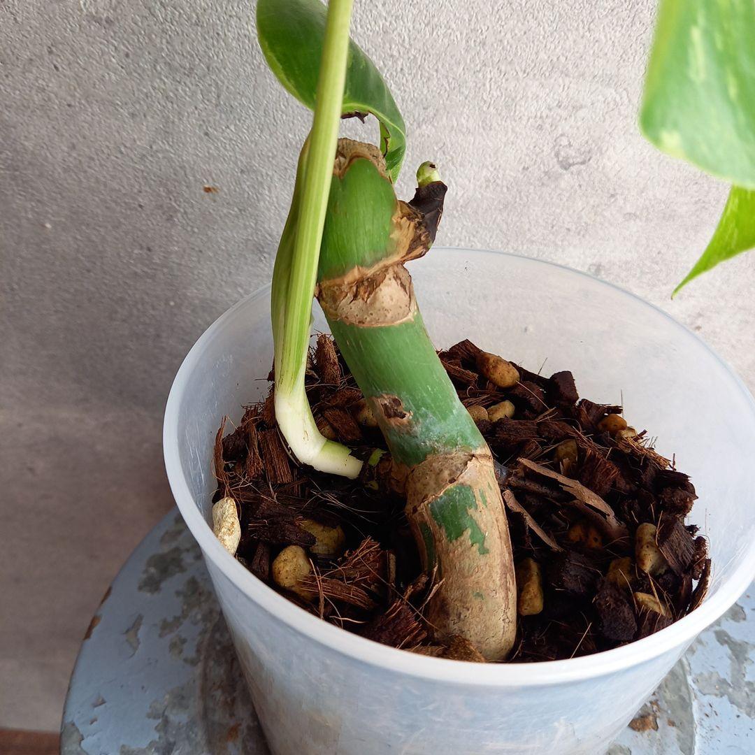 セブブルーミント目立った傷や汚れなし