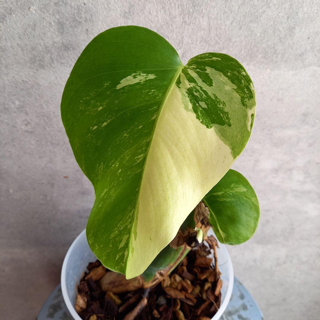 セブブルーミント目立った傷や汚れなし