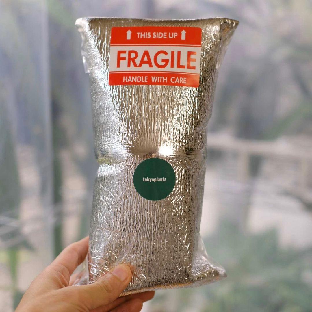 Alocasia dragon scale│アロカシア ドラゴンスケール③ Alocasia dragon scale│アロカシア ドラゴンスケール③