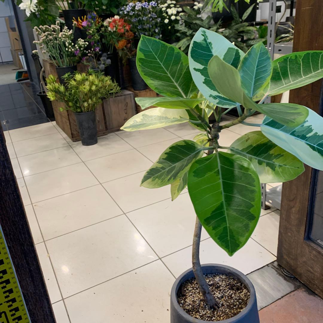 お皿付き新品、♥