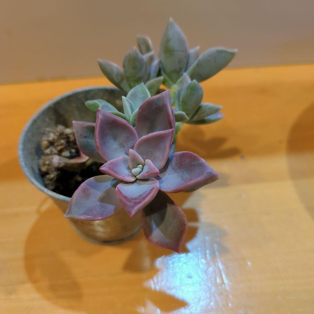 多肉植物。 胧月抜き苗 7754bd235b4e8a76570fb498045c57