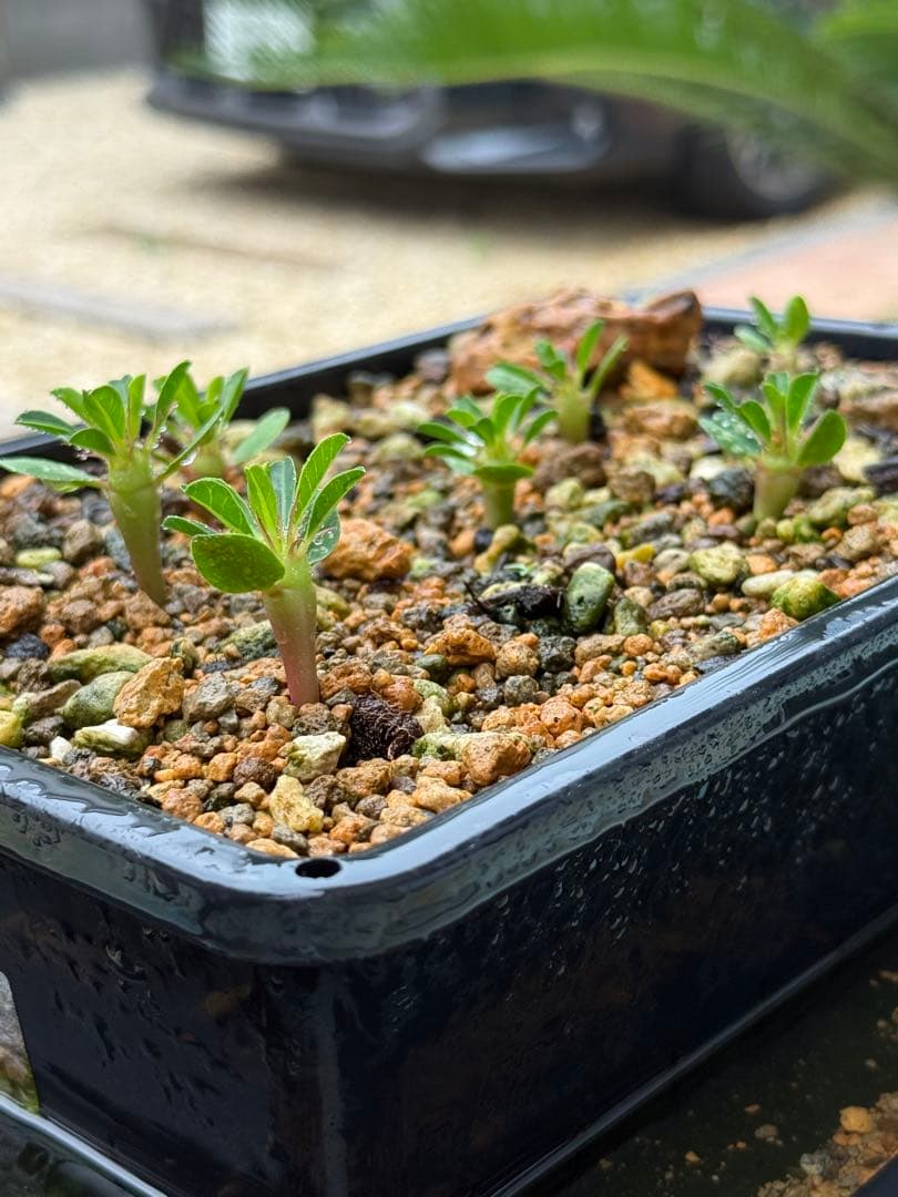 ギラウミニアナ　実生　8株セット　お得です！