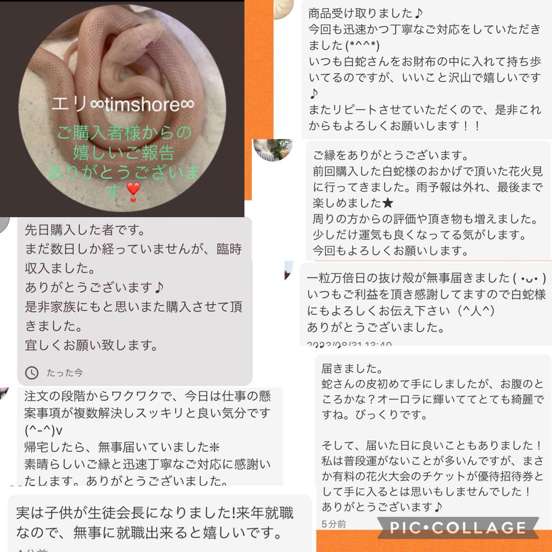 白蛇の抜け殻☆巳年生まれが育てる蛇のお守り☆顔 顎☆貴重 白蛇の抜け殻☆巳年生まれが育てる白蛇のお守り☆全身☆貴重【天
