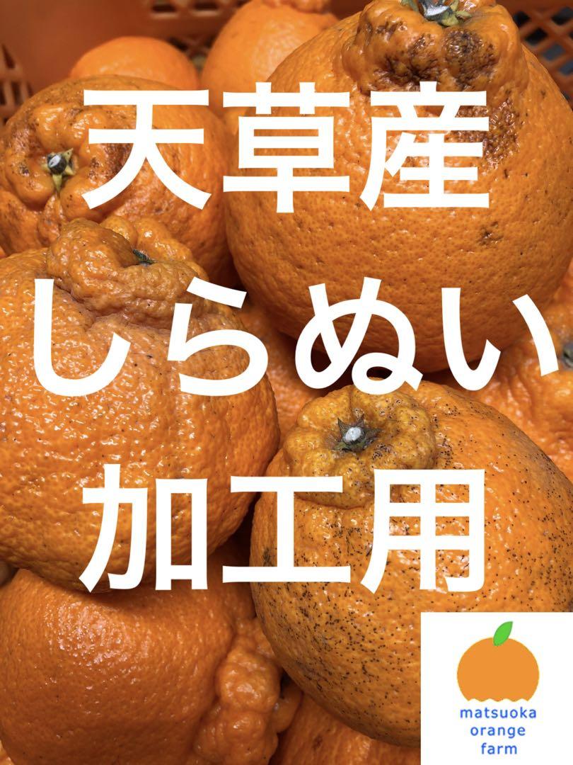 天草産しらぬい　加工用　箱込10kg