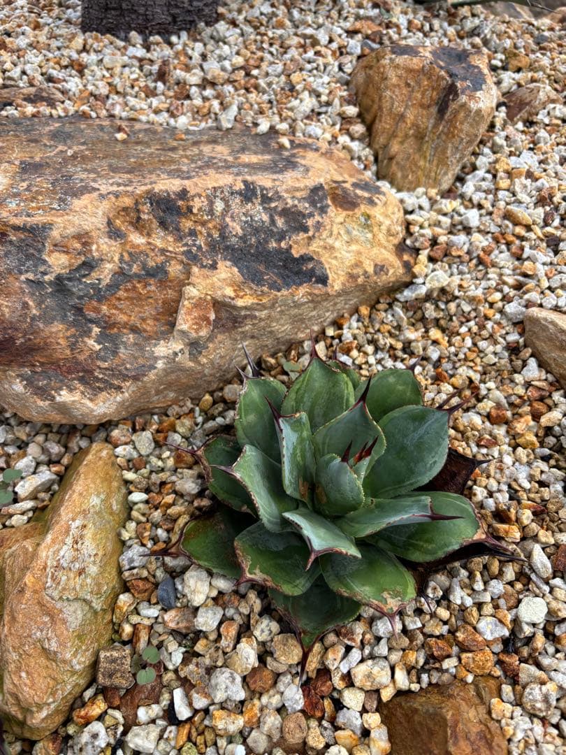 jcshadow パリー斑入り