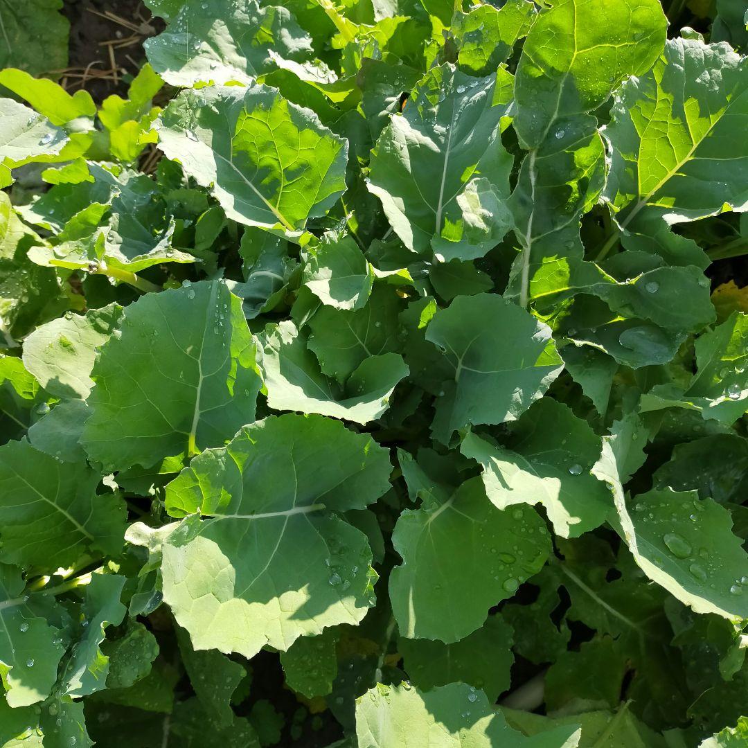 福袋安いいね半額ストア ショパン様専用 お野菜セット〜100サイズ 採れたて〜無農薬 野菜
