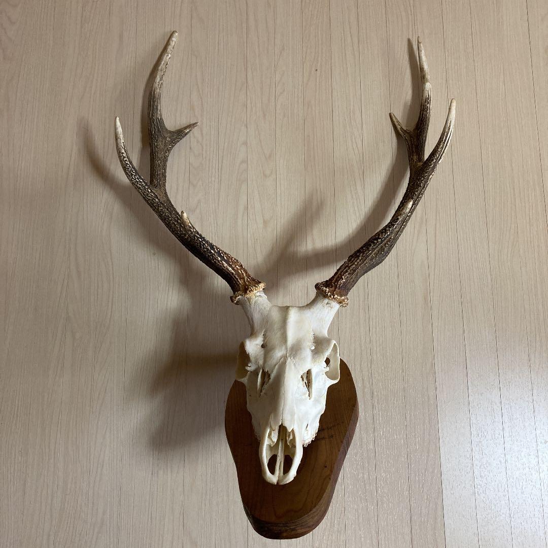 ラウンド 鹿の頭骨トロフィー 置物 Oakandlily Ca ラウンド 鹿の頭骨トロフィー 置物 Oakandlily Ca