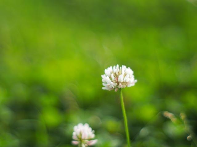 デジタルカメラ OLYMPUS PEN E-PL6 SMC TAKUMAR 55mm 1.8