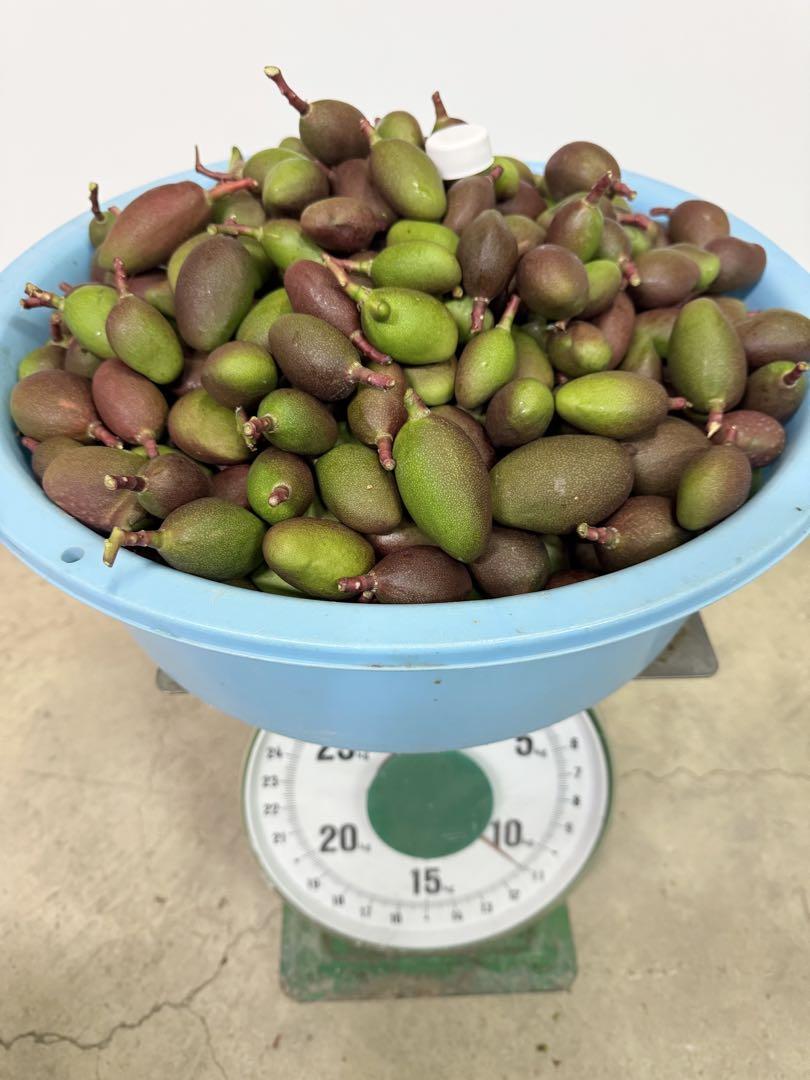 摘果マンゴー　11kg （10〜50g）