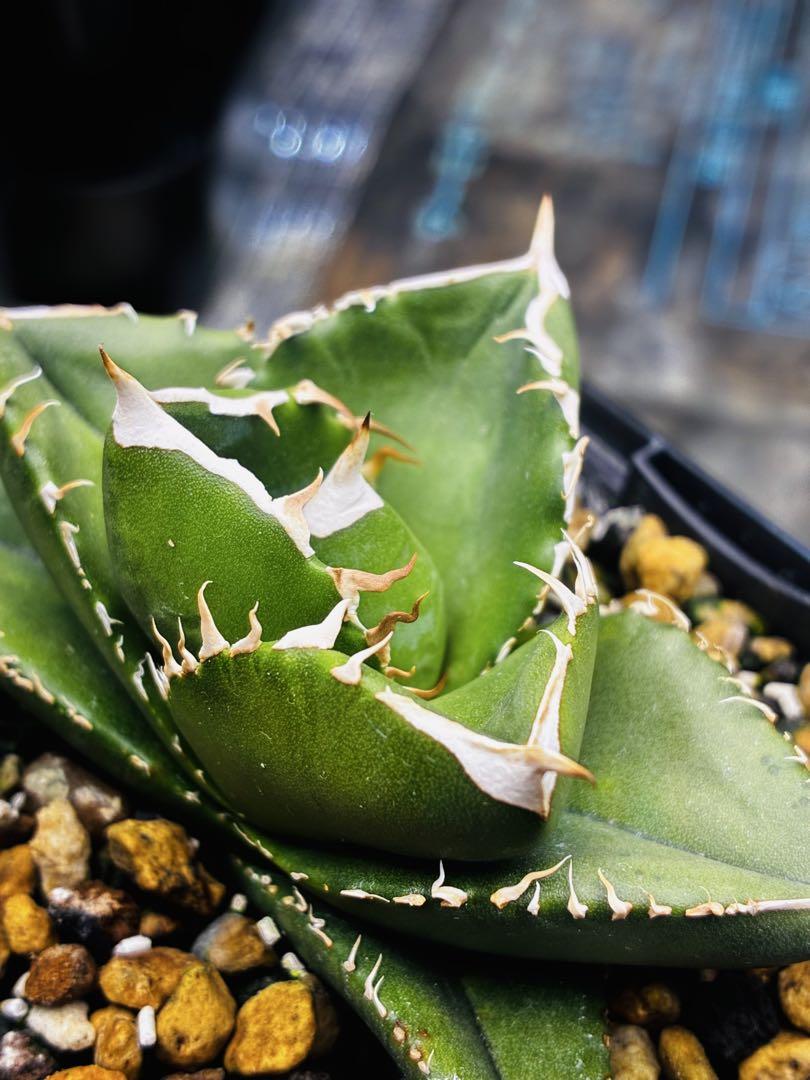 龍球会産 AGAVE