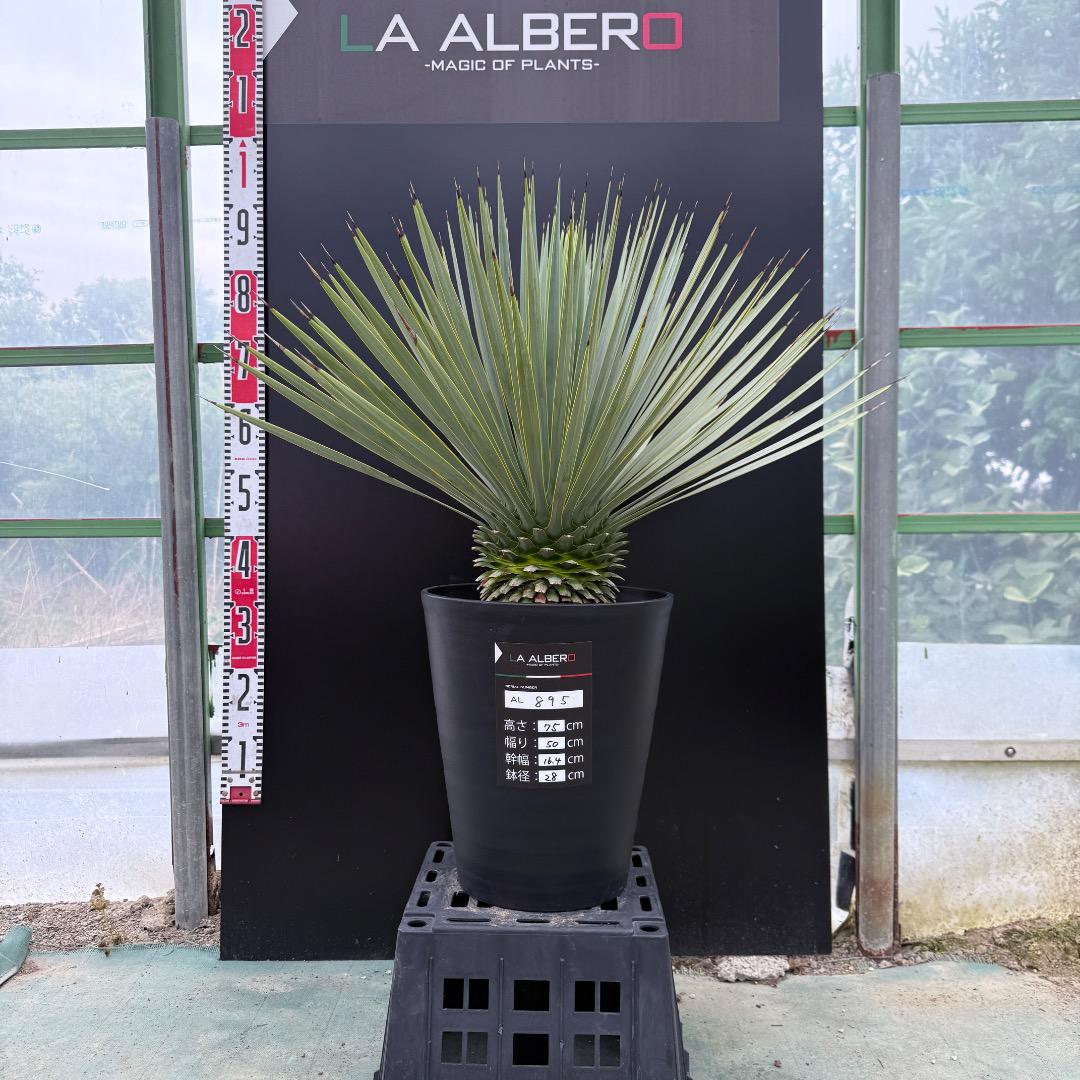 【AL895】ユッカ　ロストラータ【在庫整理特別価格、早いもの価値商品】