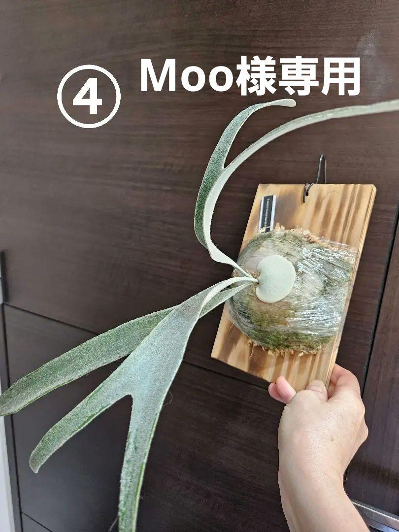 P.veitchii limited species 3 edition④