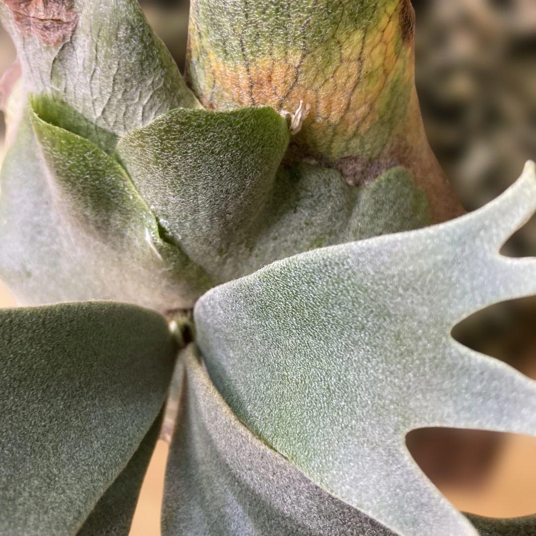 日本最大の P.willinckii 'Bacteria' spore - メルカリ ビカクシダ