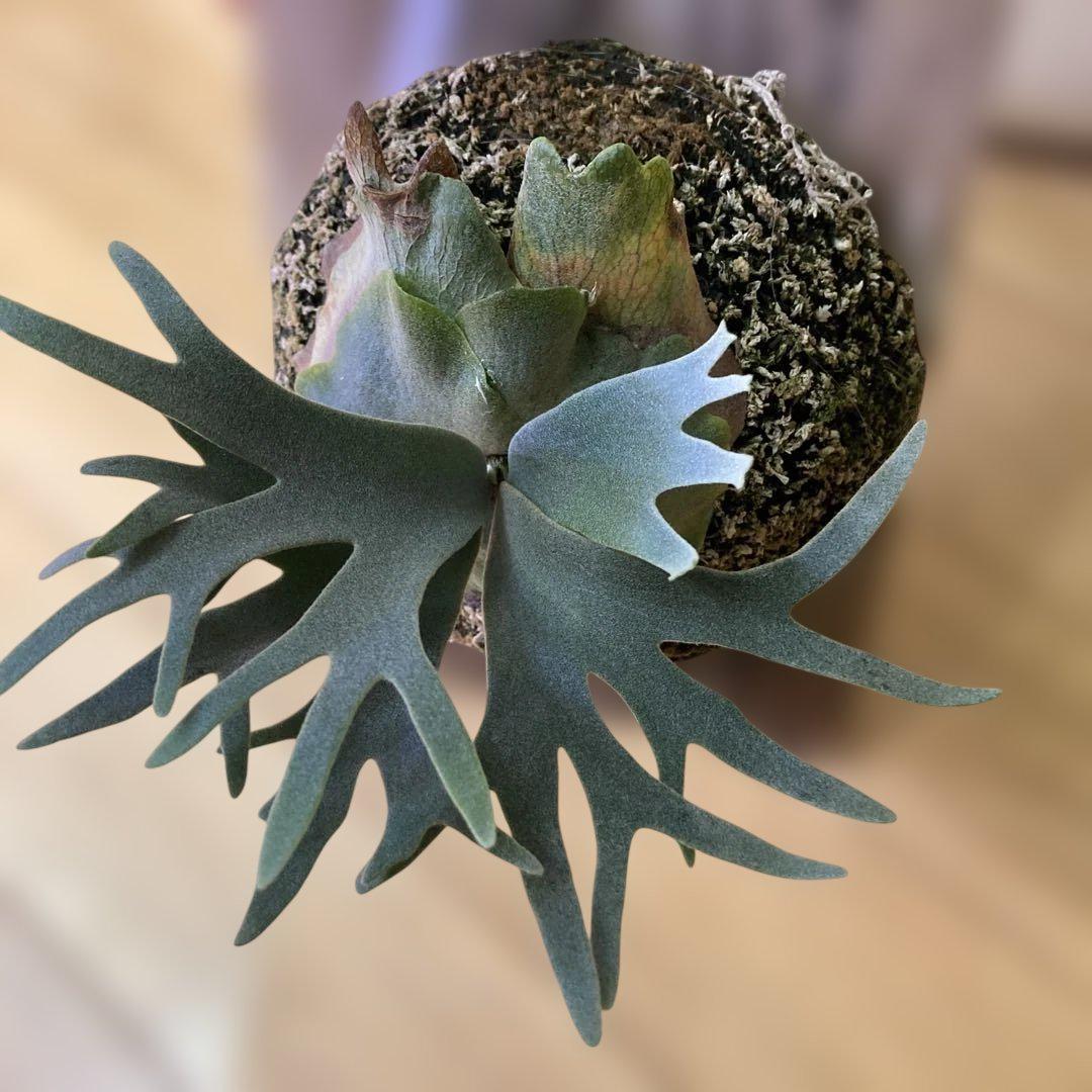 P.willinckii 'Bacteria' spore - メルカリ