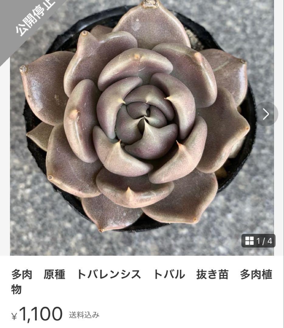 helbzeit　メルカリ便　多肉植物