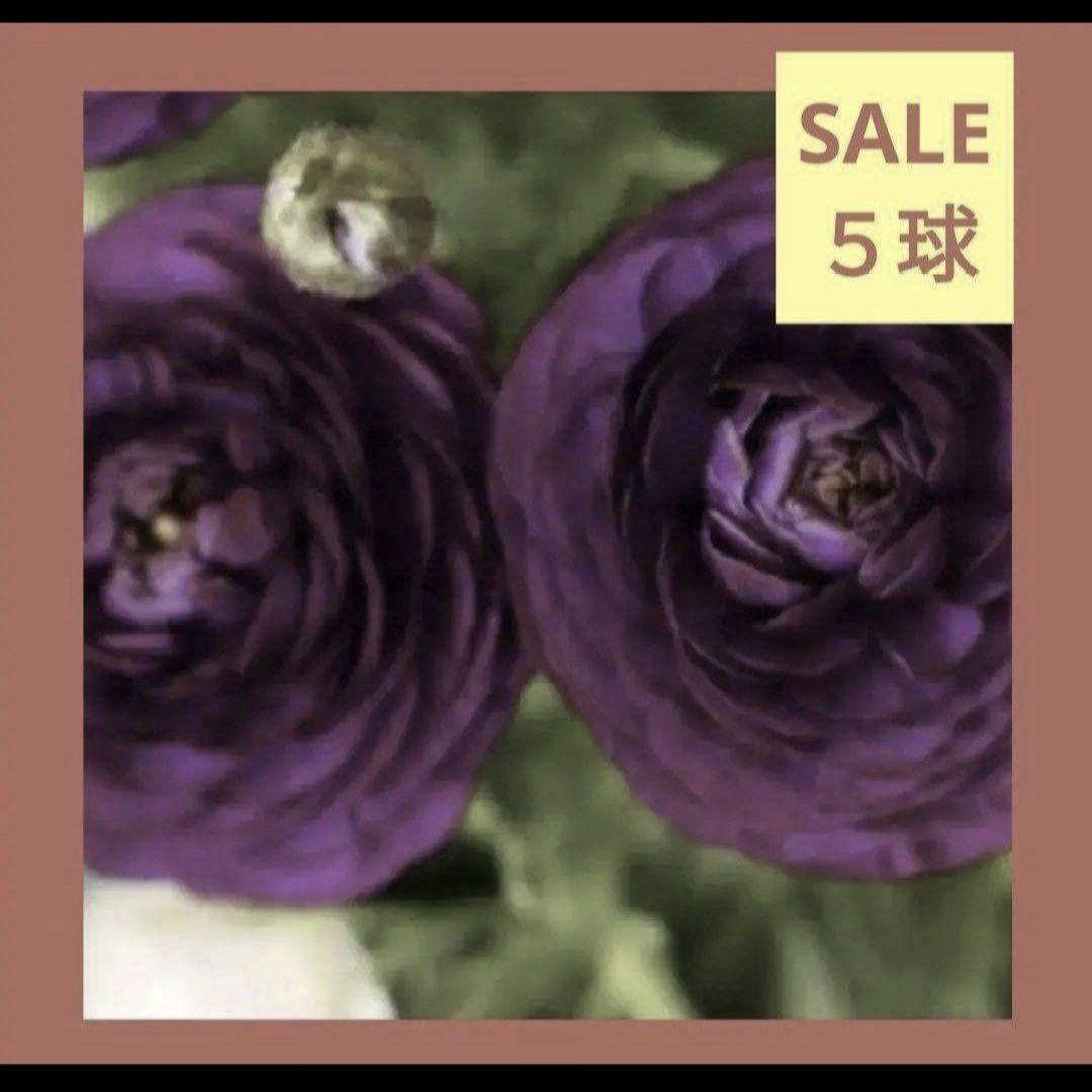 Sale ラナンキュラス 紫 5球 球根 種 花 植物 花 鉢 苗 アネモネ メルカリ Sale ラナンキュラス 紫 5球 球根 種 花 植物 花 鉢 苗 アネモネ メルカリ