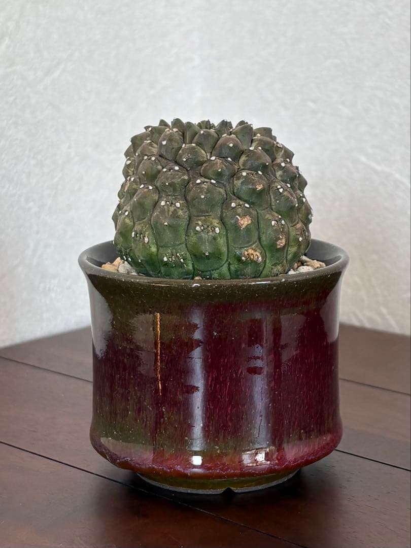 ユーフォルビア