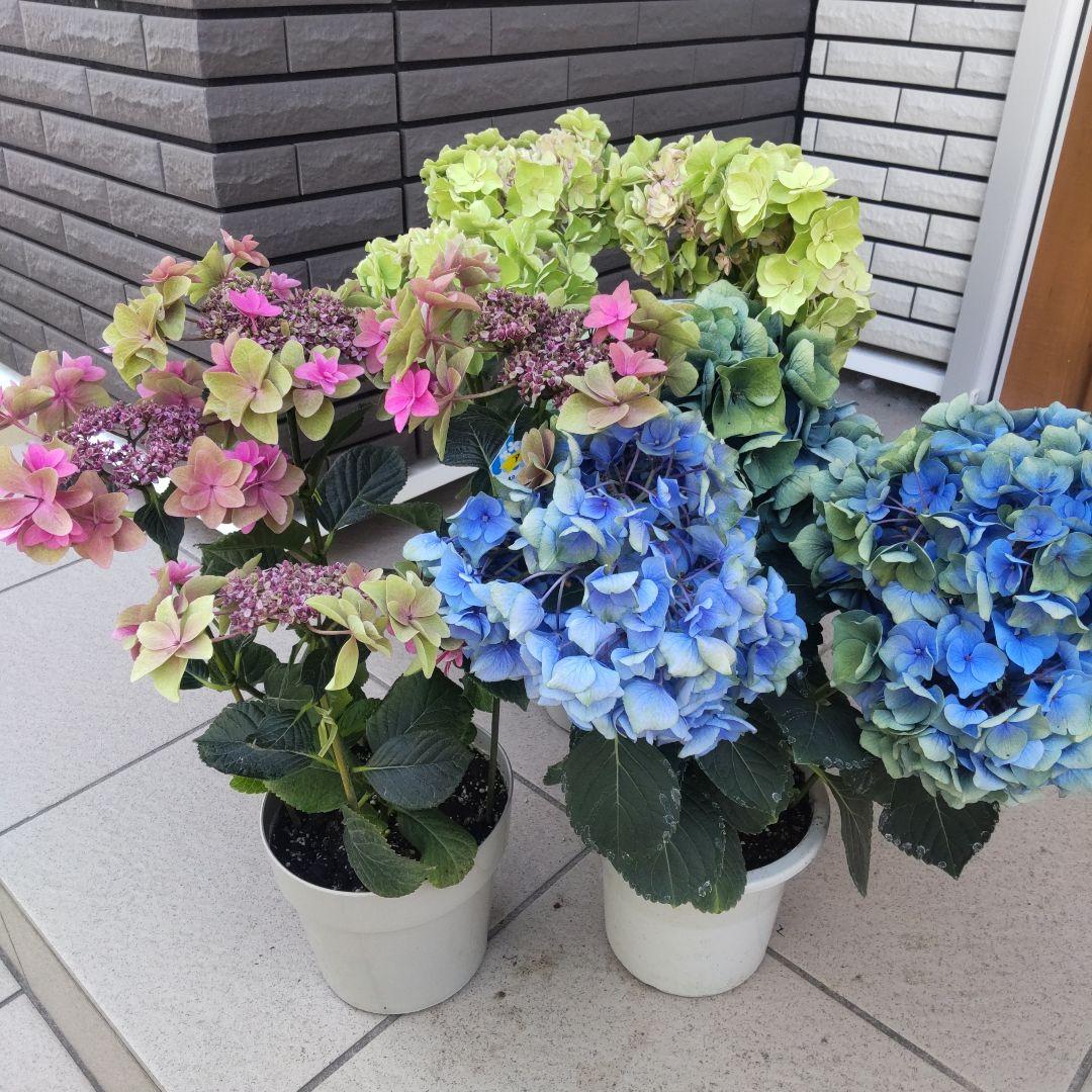 専用ページ花*花様