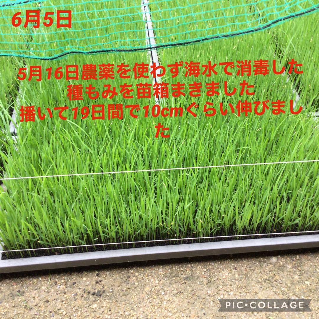 38 新米　岡山県産　農薬不使用　ヒノヒカリ　玄米10㎏