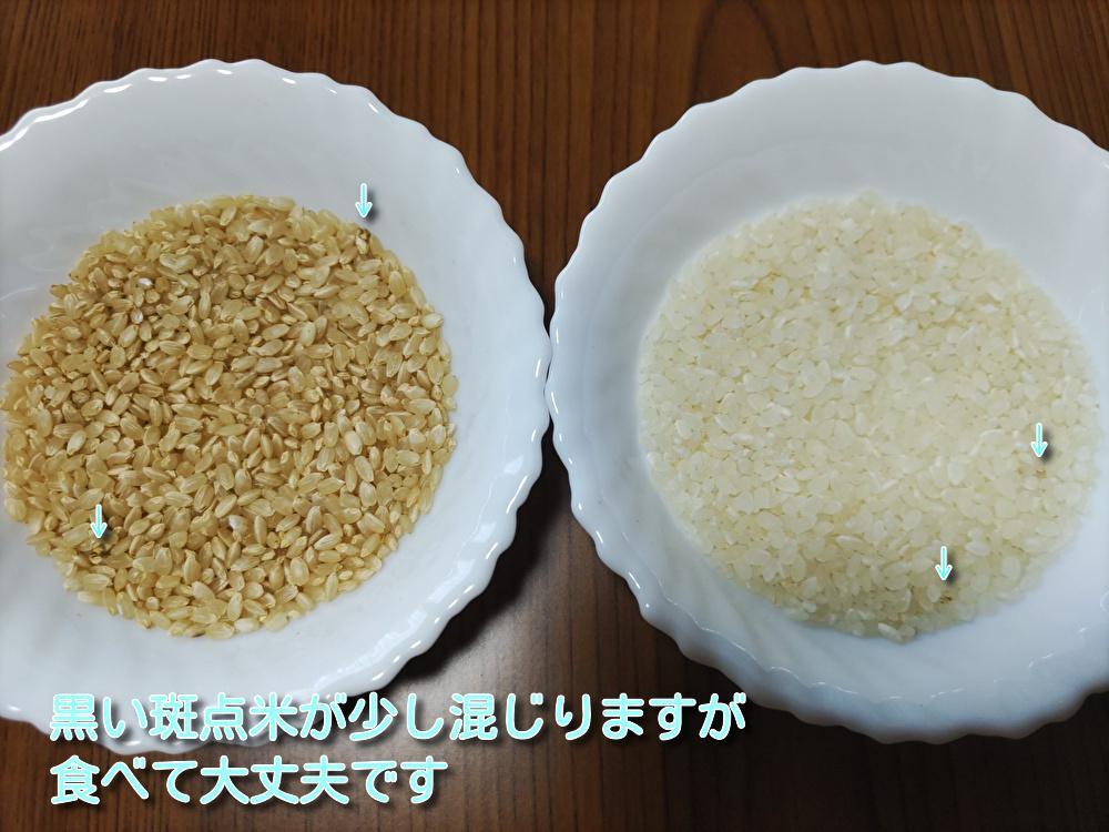 令和6年　新米　千葉県産コシヒカリ　玄米20キロ　農家直送　減農薬