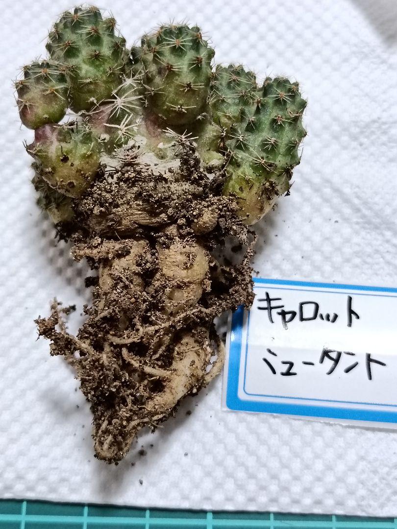 ayakon様専用商品 白檀 サボテン カキコ セット売り - メルカリ