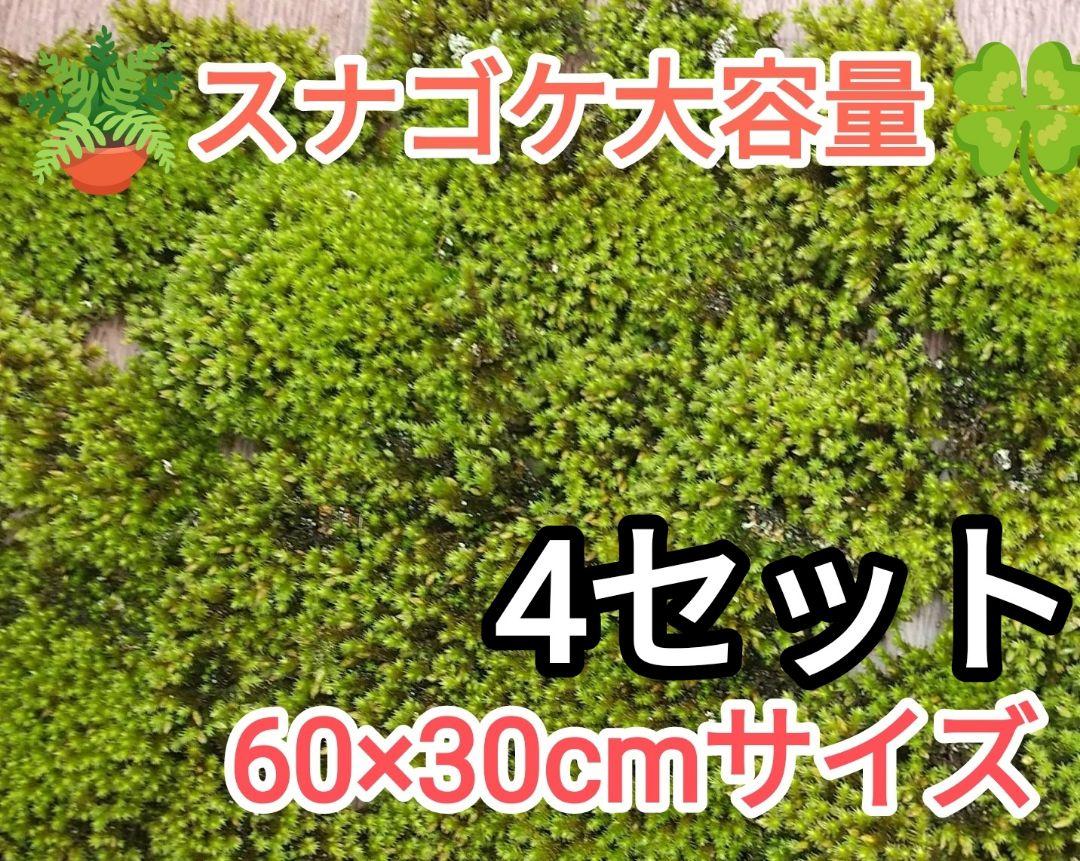 スナゴケ大容量60×30cmサイズ4セット・園庭・グランドカバー