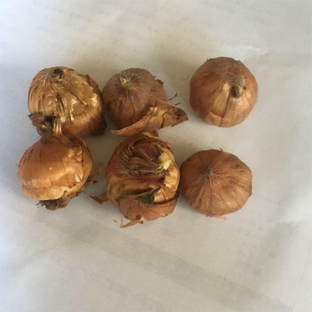 6月まで植え付け可能 グラジオラスの球根6玉 メルカリ