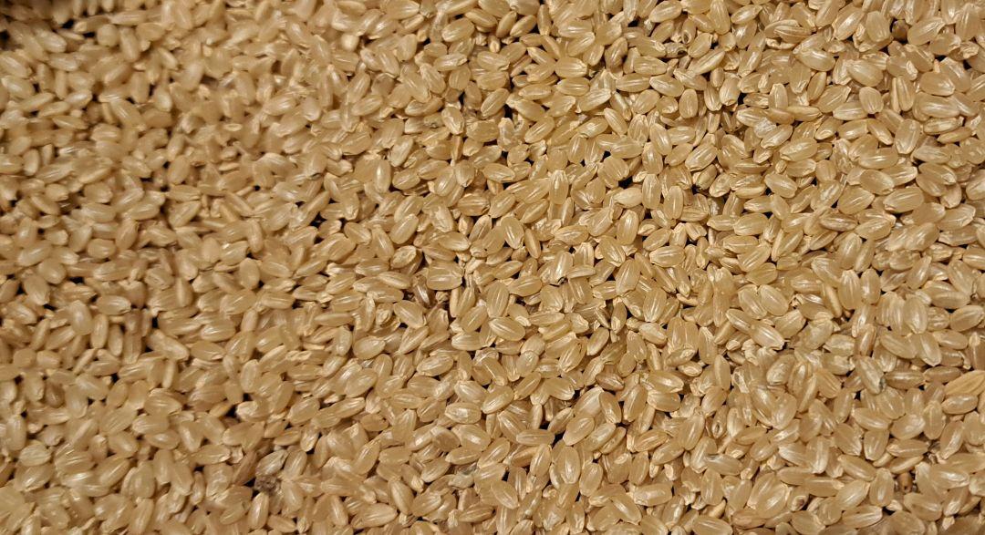 玄米　約30Kg　福島県産　令和5年産