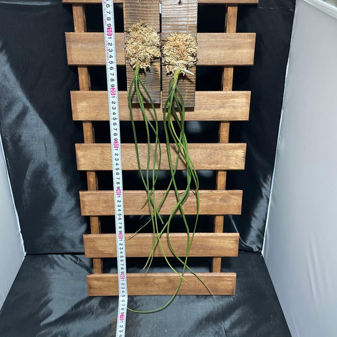 70%OFF!】 セイデンファデニア ミトラタ 2種セット 洋ラン 洋蘭 Sei