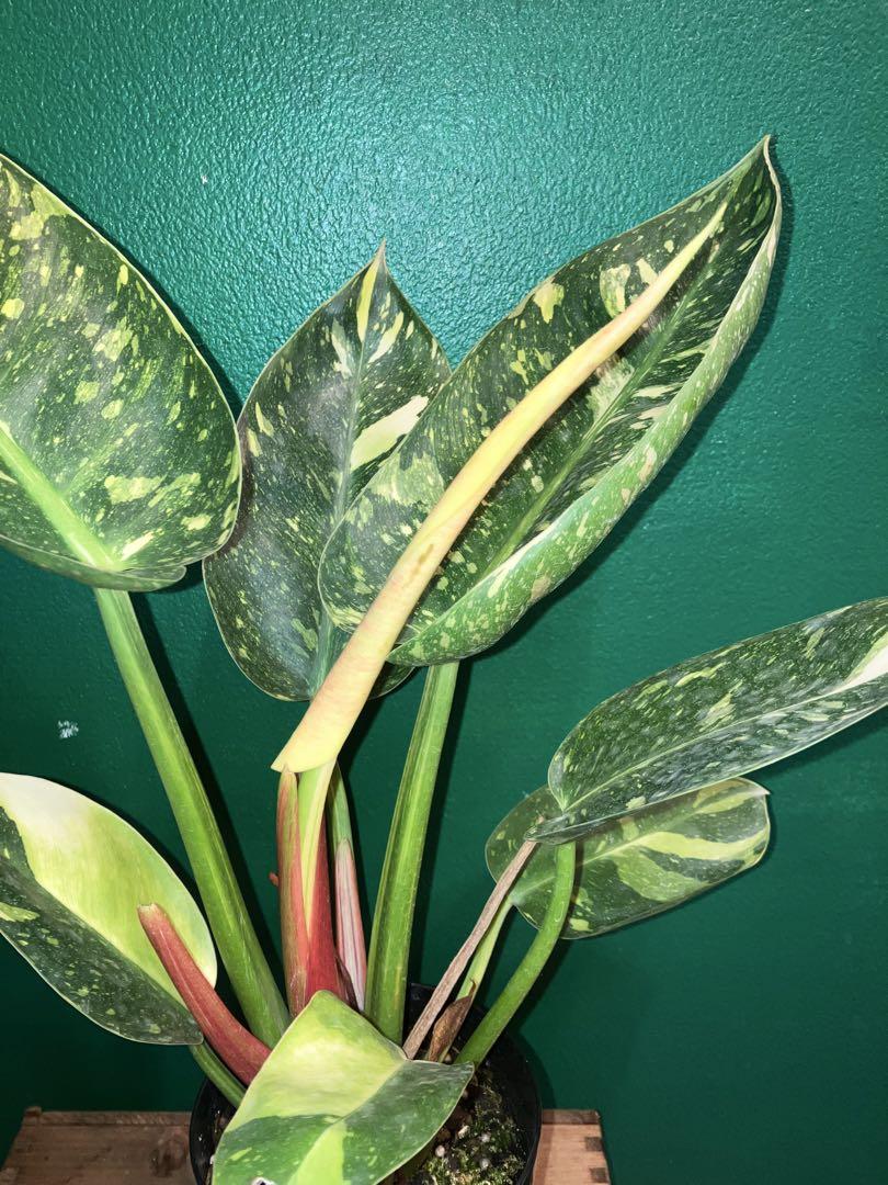 ⭐︎超美株⭐︎ Philodendron 'Green Congo' 4号