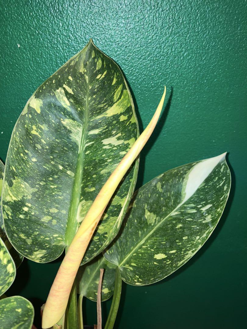 ⭐︎超美株⭐︎ Philodendron 'Green Congo' 4号