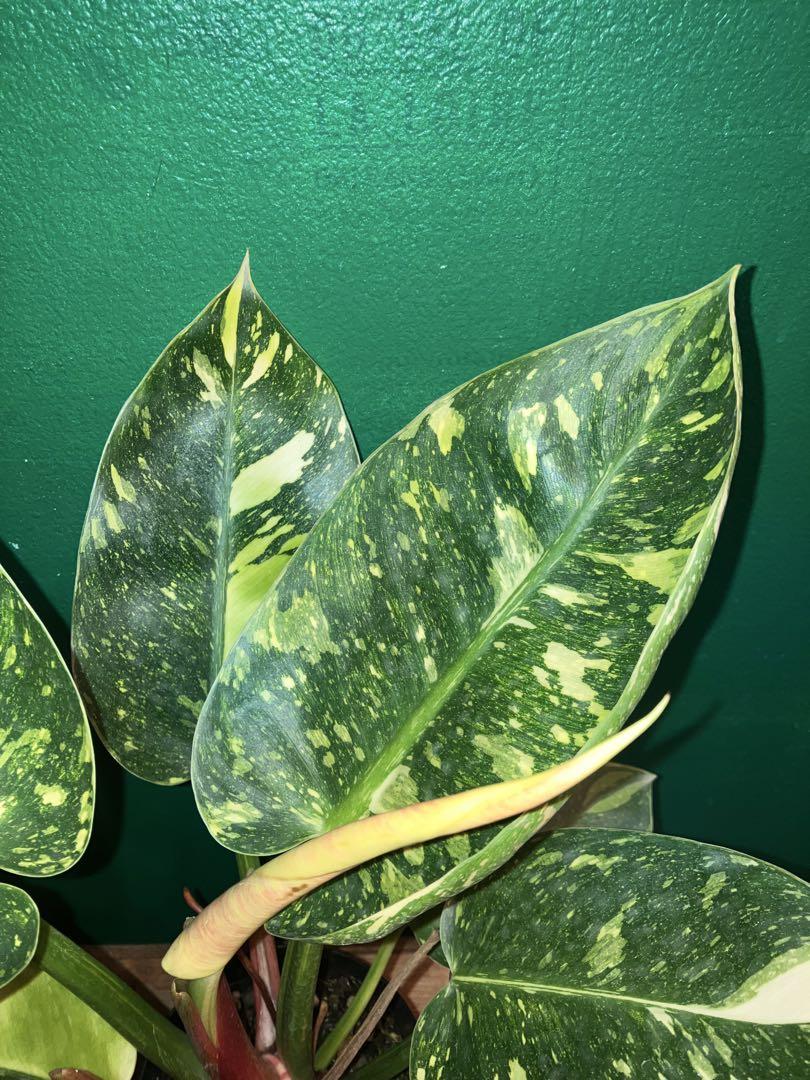 ⭐︎超美株⭐︎ Philodendron 'Green Congo' 4号