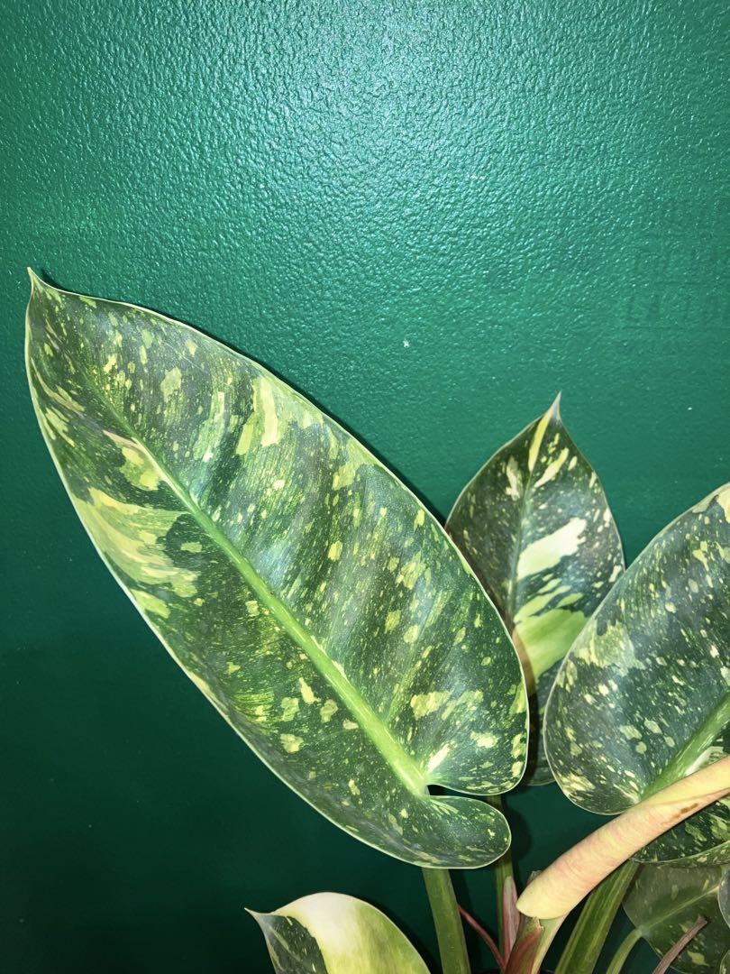⭐︎超美株⭐︎ Philodendron 'Green Congo' 4号