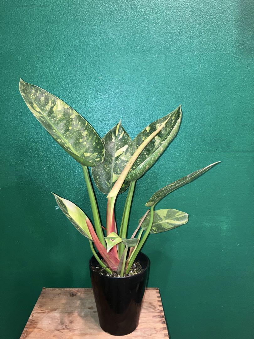 ⭐︎超美株⭐︎ Philodendron 'Green Congo' 4号