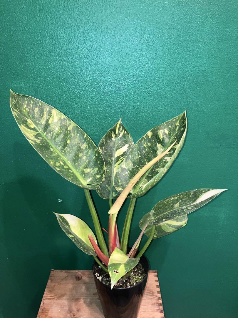 ⭐︎超美株⭐︎ Philodendron 'Green Congo' 4号