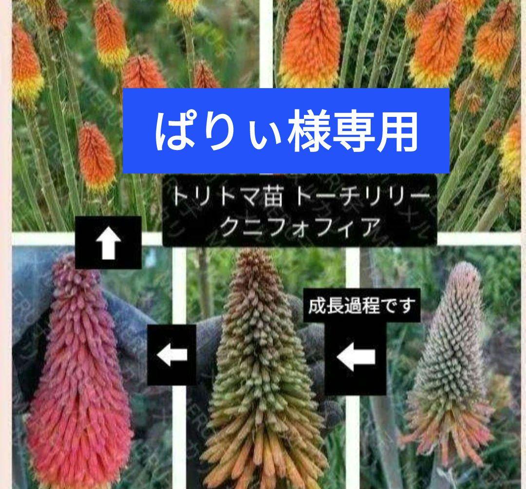 ぱりぃ様専用 トリトマ トーチリリー クニフォフィア 苗