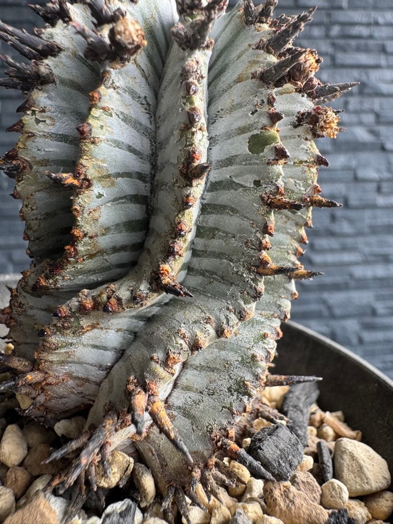 ユーフォルビア目立った傷や汚れなし