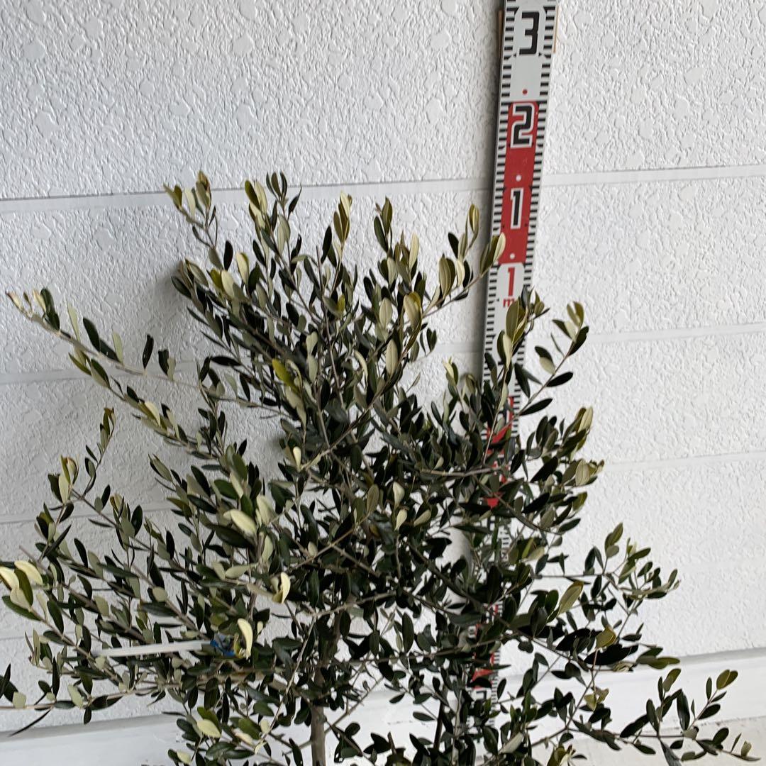 フラントイオ 約110cm
