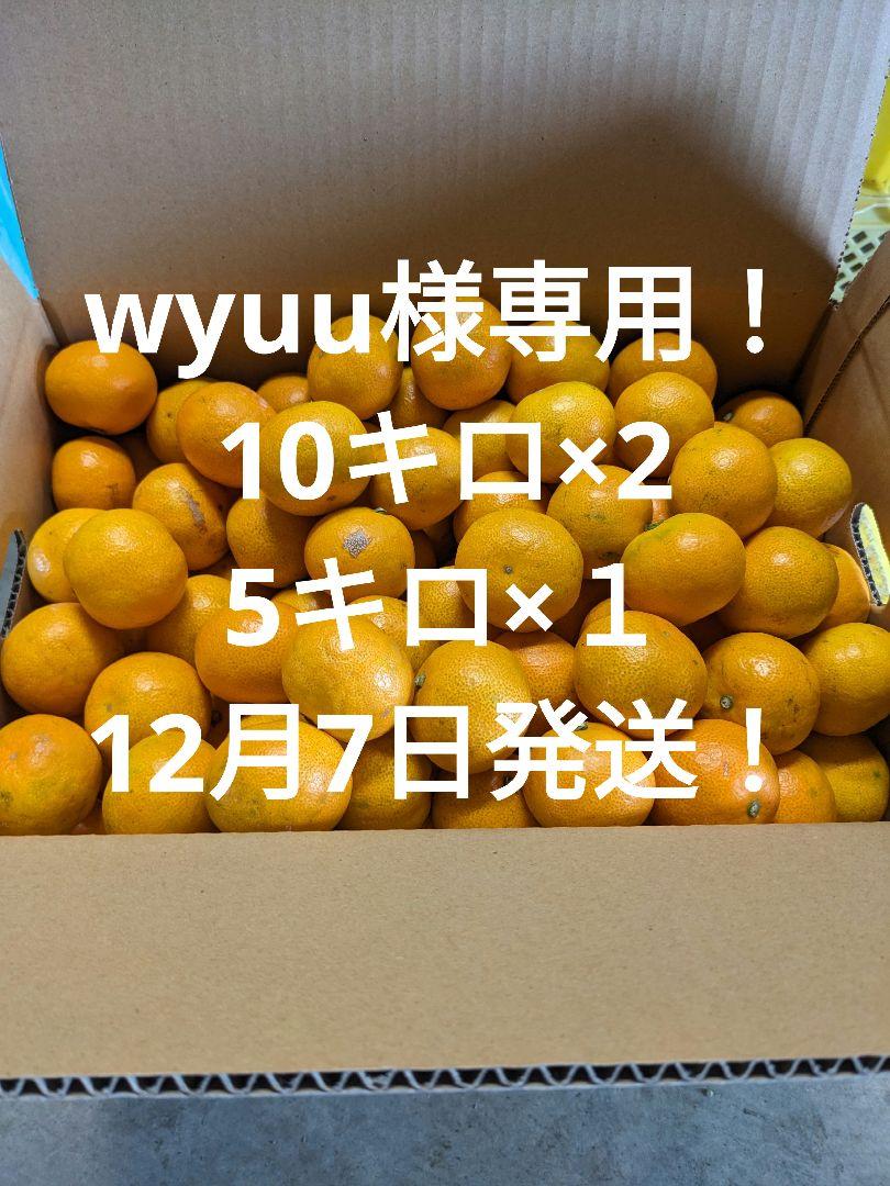 農家直送！熊本県不知火産小玉みかん