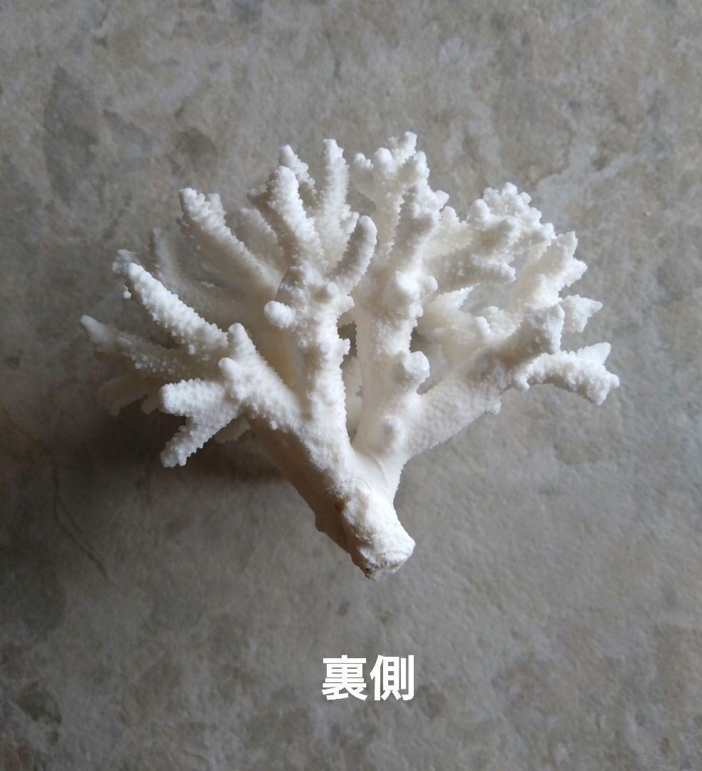 素敵☆珊瑚礁 珊瑚 貝殻 アロマストーン アロマオイル 置物 白