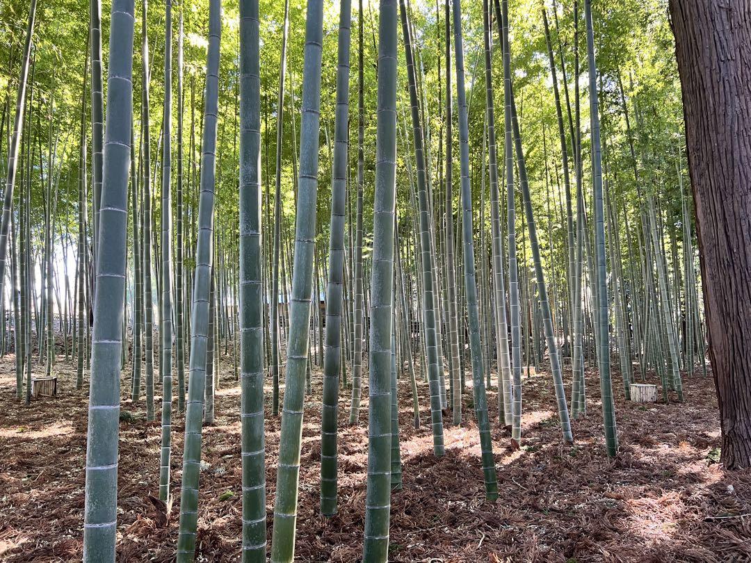 ぴの様専用代替商品