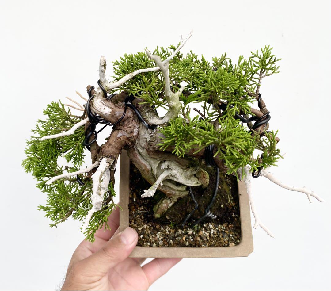 オオハマボウ 琉球盆栽 作家鉢 塊根植物 双龍 登り龍 変わった樹