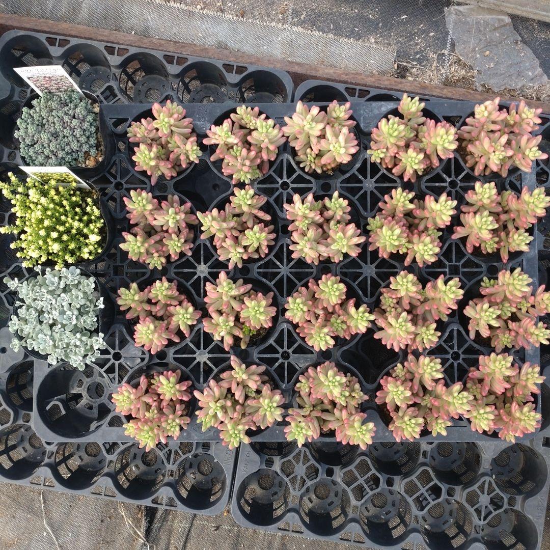 追加検討中　ぶぅちゃんさん専用