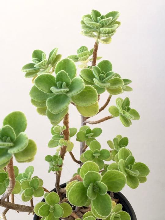 メルカリ 香りを楽しむ アロマティカス 人気の多肉植物 抜き苗でどうぞ 植物 観葉植物 750 中古や未使用のフリマ