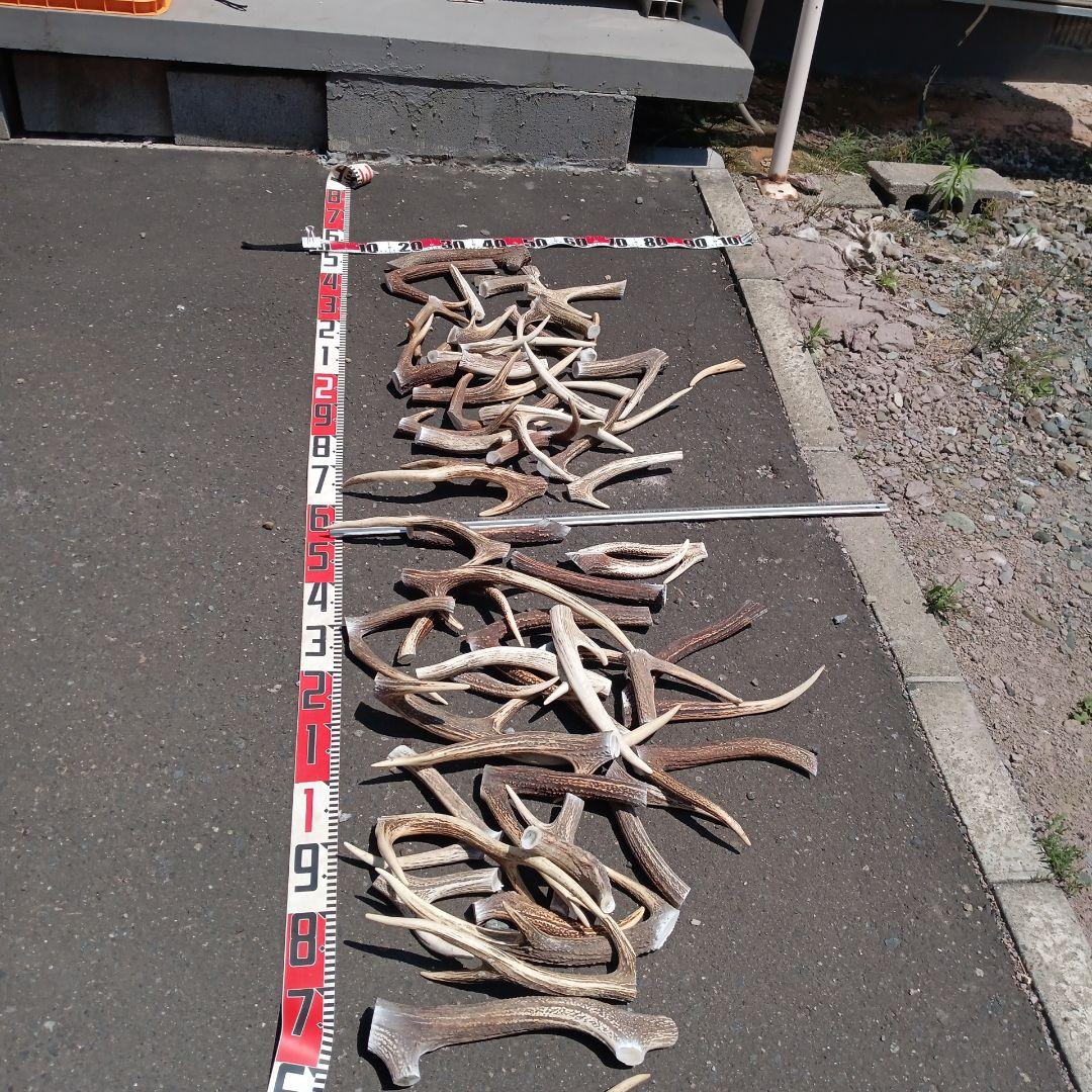 天然鹿角　犬のおもちゃ、工芸品などにカット済み　４番