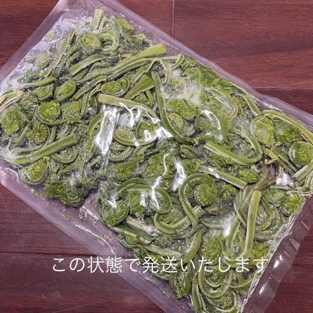 山形県産 コゴミ塩漬け 4kg(1kg×4袋) 塩蔵　こごみ　山菜　野菜 山形県産 コゴミ塩漬け 3kg(1kg×3袋) 塩蔵 こごみ 山菜 野菜