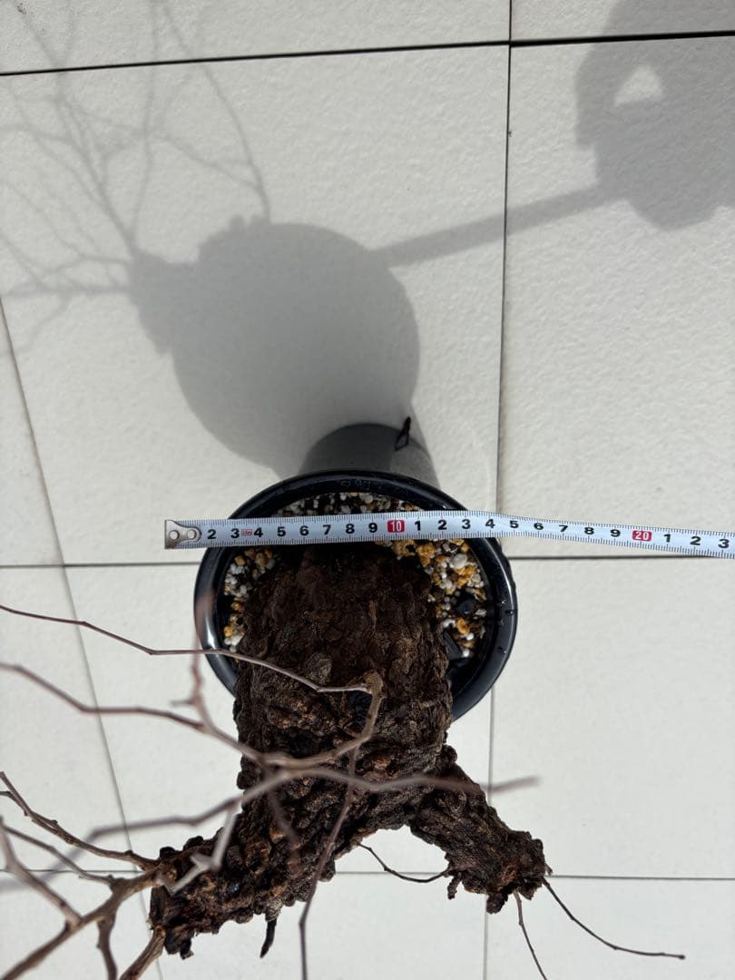 チャレンジ株 オペルクリカリアパキプス目立った傷や汚れなし YUZUMIYA_COM